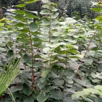 فروش گل|گل و گیاه طبیعی|دماوند, دماوند|دیوار