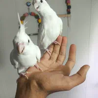 طوطی ملنگو و عروس هلندی|پرنده|بیرجند, |دیوار