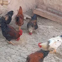 خروس برای قربانی و نگهداری