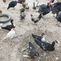 غاز نروماده