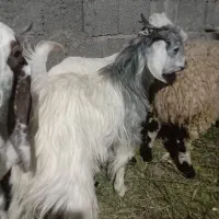 فروش فوری کهره نر|حیوانات مزرعه|جیرفت, |دیوار