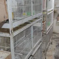 قفس پرنده ۶ خان جنس قدیم قناری کوتوله عروس هلندی