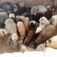 بره|حیوانات مزرعه|میبد, |دیوار