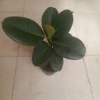 گلهای اپارتمانی مناسب
