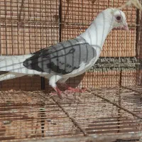 پرنده|پرنده|شیروان (خراسان), |دیوار