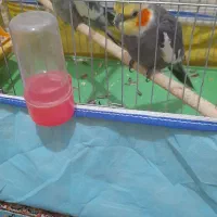 طوطی سینامون|پرنده|بهبهان, |دیوار