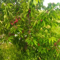 باغ-املاک-زمین