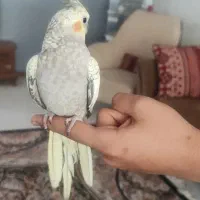 عروس هلندی