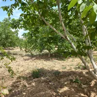 ۸۰۰متری   دارای سند|فروش زمین و ملک کلنگی|اهواز, کمپلو شمالی|دیوار