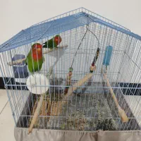 طوطی برزیلی