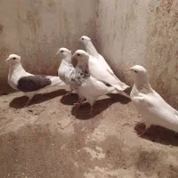 جوجه اصلی