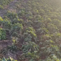 چغندر دامی|حیوانات مزرعه|قوچان, |دیوار