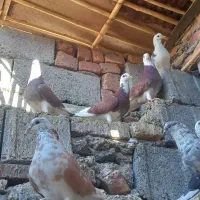 کبوتر