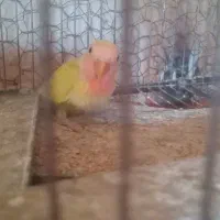 جوجه کوتوله قشنگ