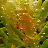 گیاه روتالا تولونادنسیس Rotala Tulunadensis|ماهی|تهران, یوسف‌آباد|دیوار