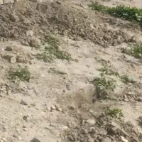 زمین مسکونی  شهر زهره( چم خلف)