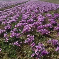 زمین-کشاورزی