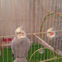 عروس هلندی نر وماده ۲ عدد