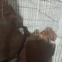 رواعب راعبی زینتی تک کاکل و دوکاکله|پرنده|تهران, امام زاده عبدالله|دیوار