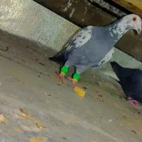 دوتا جنگی  اس به ضمانت شب بازی کاشمر