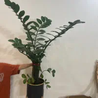 گل زاموفیلیا