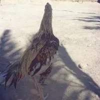 خروس لاری فروشی ومعامله ای|حیوانات مزرعه|سراوان, |دیوار