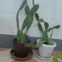 معاوضه گل کاکتوس باگل های دیگر|گل و گیاه طبیعی|مرودشت, ژیان|دیوار