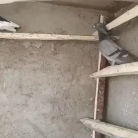 کفتر فروشی|پرنده|سامن, |دیوار