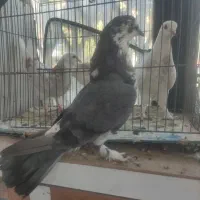 کبوتر پرشی به شرط|پرنده|چهارباغ, |دیوار