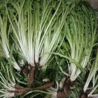 کاسنی تازه 50 هزار تومان