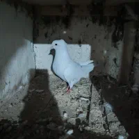 فروش تعدادی کبوتر|پرنده|ماسوله, |دیوار