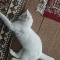 گربه پرشین کلاسیک