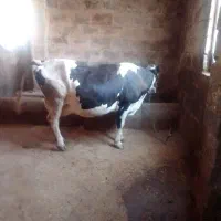 گاوگوساله|حیوانات مزرعه|کرمانشاه, |دیوار