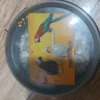 دانه پرنده|لوازم جانبی حیوانات|محمدشهر, ولدآباد|دیوار