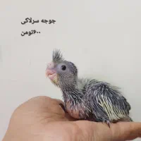 تعدادی پرنده خانگی فوق العاده سالم|پرنده|تهران, شوش|دیوار