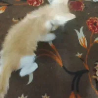 گربه خونگی