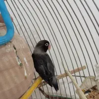 کوتوله نقابدارمشکی