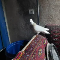 کبوتر طوقی کفتر طوقی ماده|پرنده|تهران, شهرک ولیعصر شمالی|دیوار