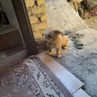 سگ پامر|سگ|فیروزآباد (فارس), |دیوار