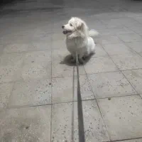 فروشی هرکی خواست بزنگه فقط