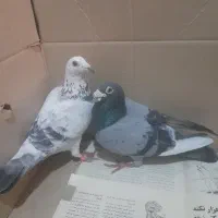 کبوتر مسافتی، پلاکی، زاجل