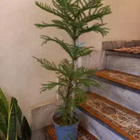 گل وگلدون|گل و گیاه طبیعی|بروجرد, |دیوار