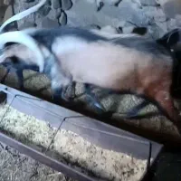 نر بز خارجی اصلاح نژاد