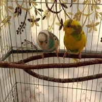 مرغ عشق مولد