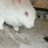 خرگوش|موش و خرگوش|گنبد کاووس, |دیوار