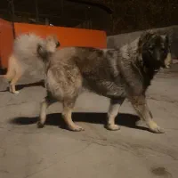 سگ‌ قفقازی|سگ|بومهن, |دیوار