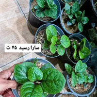 گل سارا رسید|گل و گیاه طبیعی|بیرجند, |دیوار
