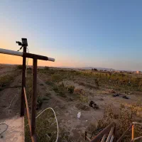 باغ پسته