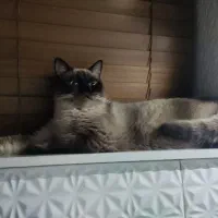 گربه|گربه|خرمشهر, |دیوار