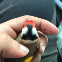 قناری نر سهره محاجر|پرنده|اردبیل, |دیوار